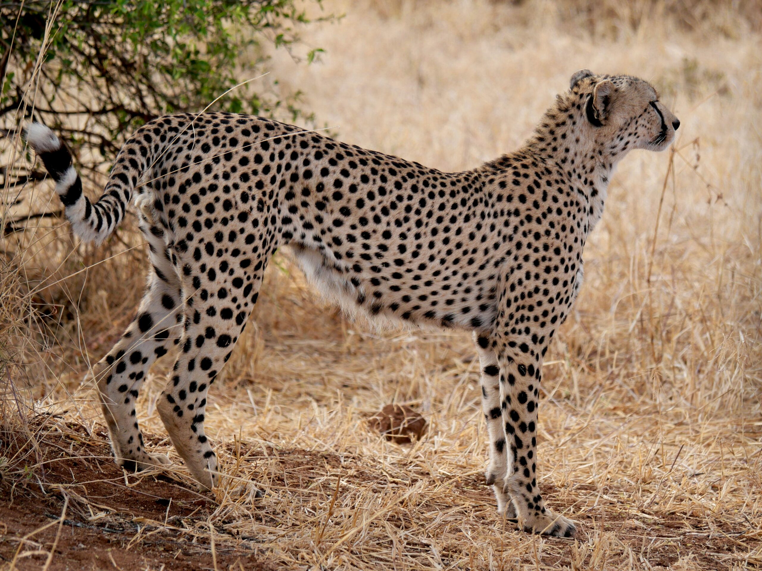 Close-up of a cheetah standing in the dry savannah of Tarangire National Park, Tanzania.