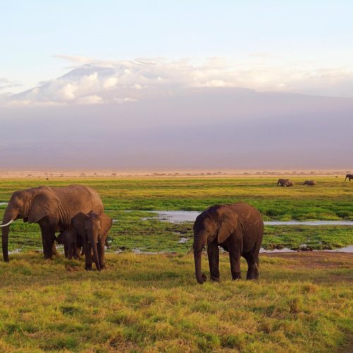 elephants, africa, safari, national park, kenya, animal world, wilderness, landscape, nature, environment, kilimanjaro, mountain, elephants, africa, africa, africa, safari, safari, kenya, kenya, kenya, kenya, kenya, environment, kilimanjaro, kilimanjaro, kilimanjaro