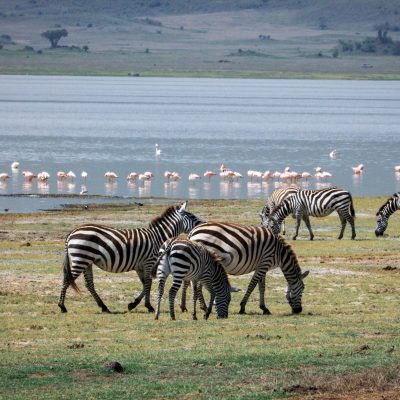 A herd of zebras grazes by Lake Manyara with flamingos in the background.