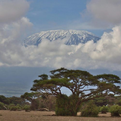 Scenic view of snowcapped Mount Kilimanjaro amidst clouds and acacia trees.