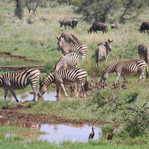 Zebras drink from a waterhole in a lush African savannah, surrounded by wildlife.